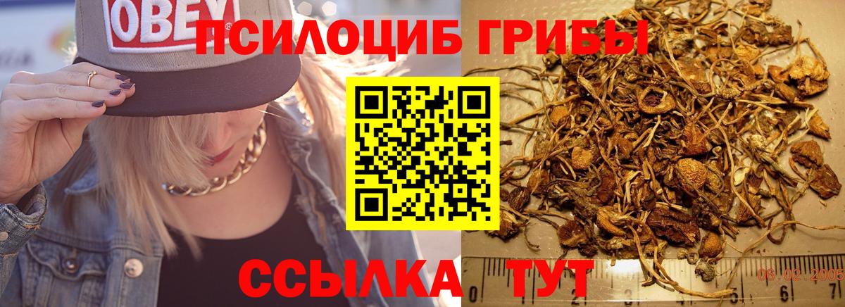 Псилоцибиновые грибы Psilocybe Знаменск